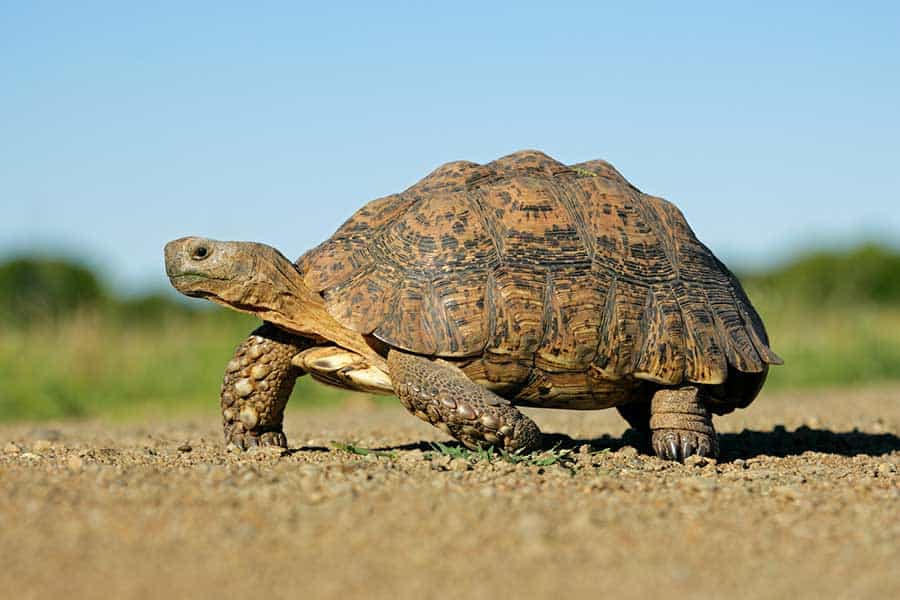 Dehydration in Tortoises