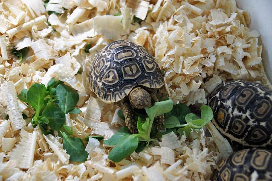 Indian Star Tortoise