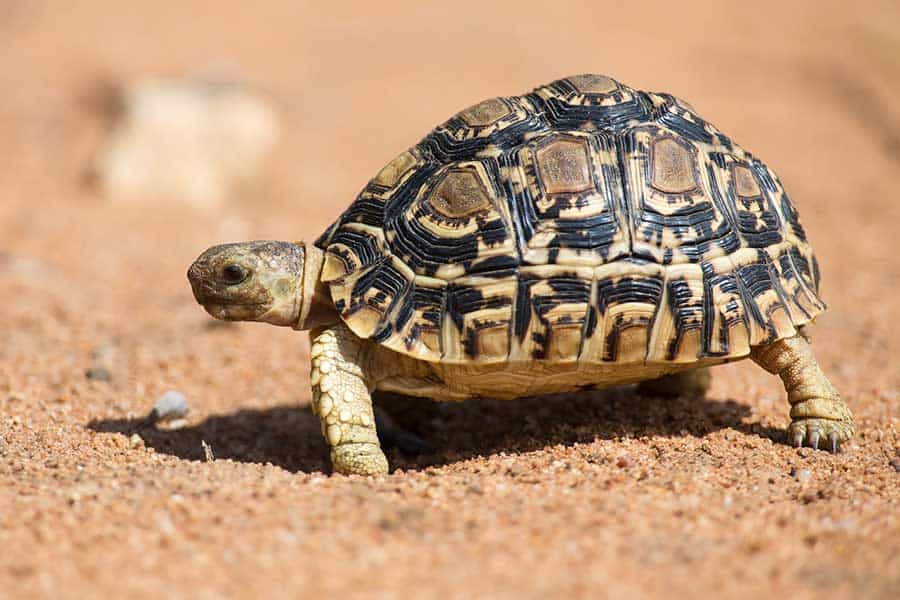 Leopard Tortoise