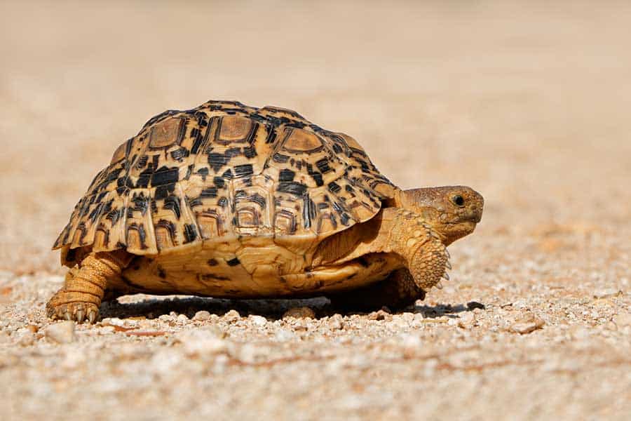 Lifespan of Tortoise Species