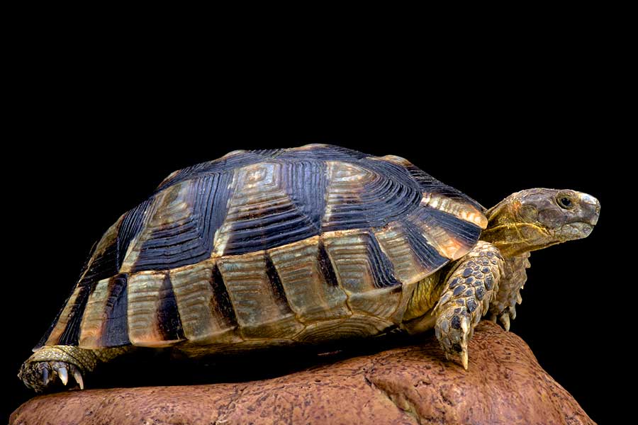 Marginated Tortoise