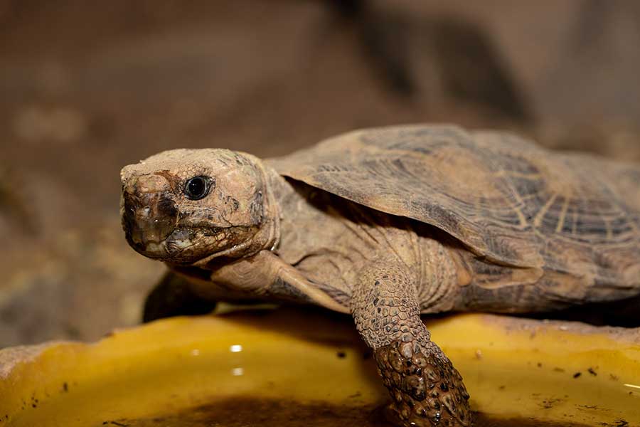 Pancake Tortoise