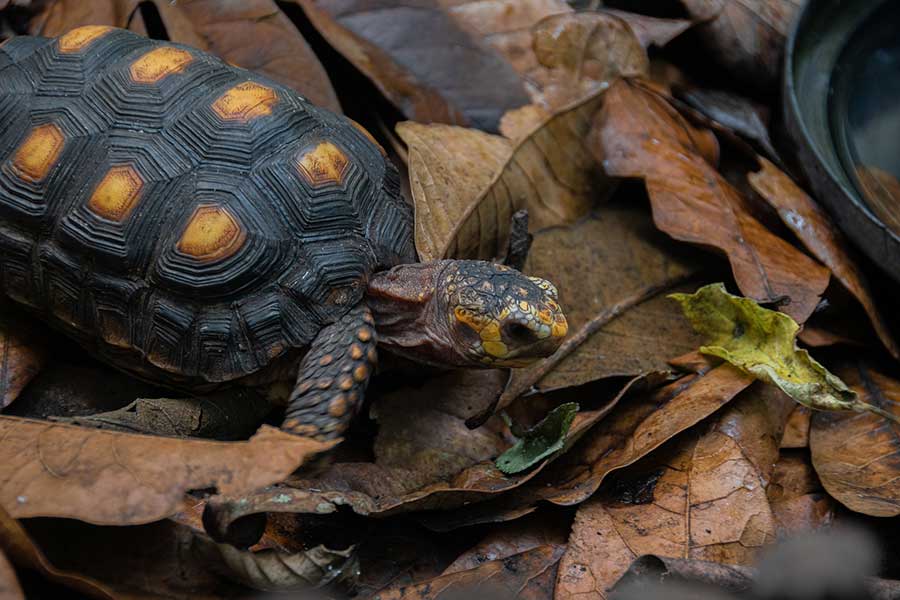 Red-Footed Tortoise