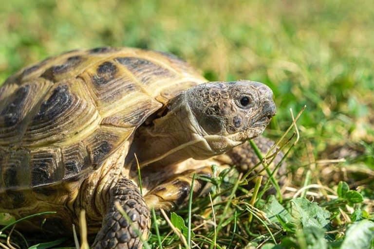 Best Pet Tortoise (Top 10 Pet Tortoises for You)