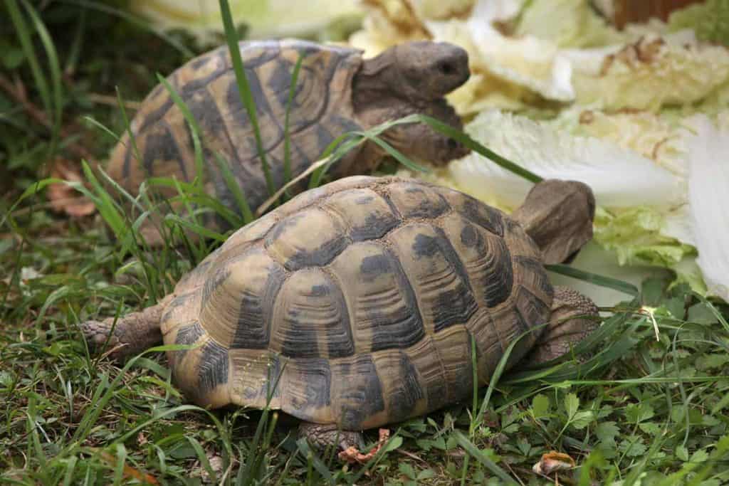 Russian Tortoise Care