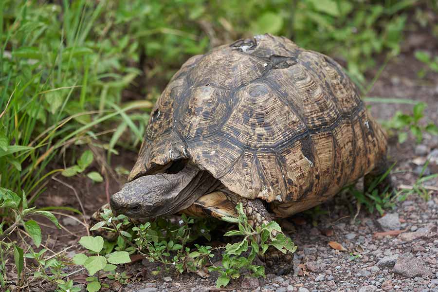 Russian Tortoise Care Guide: Enclosure, Food, and Health