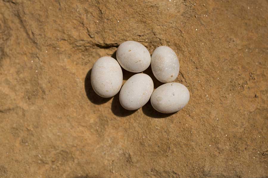 Snake Eggs vs Lizard Eggs: Overview