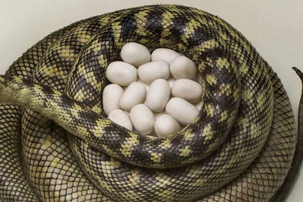 Snake Eggs vs Turtle Eggs