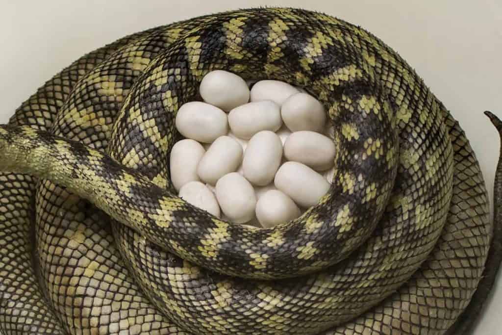 Snake Eggs vs Turtle Eggs (How to Tell the Difference)