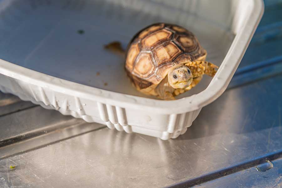 Sulcata (African Spur-Thighed) Tortoise