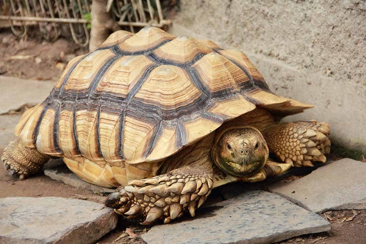 Essential Guide to the Sulcata Tortoise (+ Care Sheet)