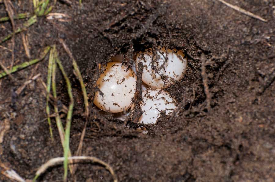 Turtle Eggs