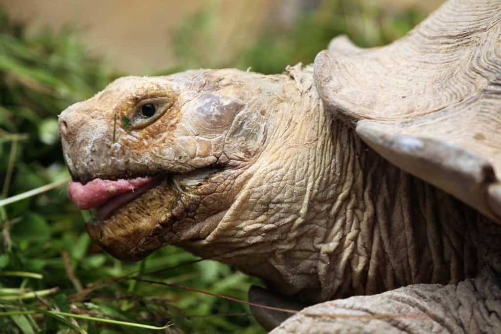 what-do-tortoises-eat-feeding-and-diet-guide