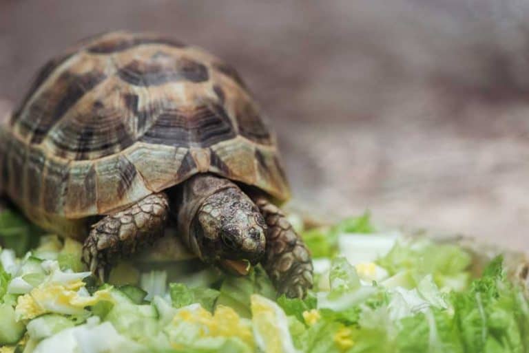 What Do Tortoises Eat? (Feeding and Diet Guide)