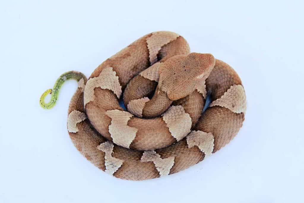 What Does a Baby Copperhead Look Like