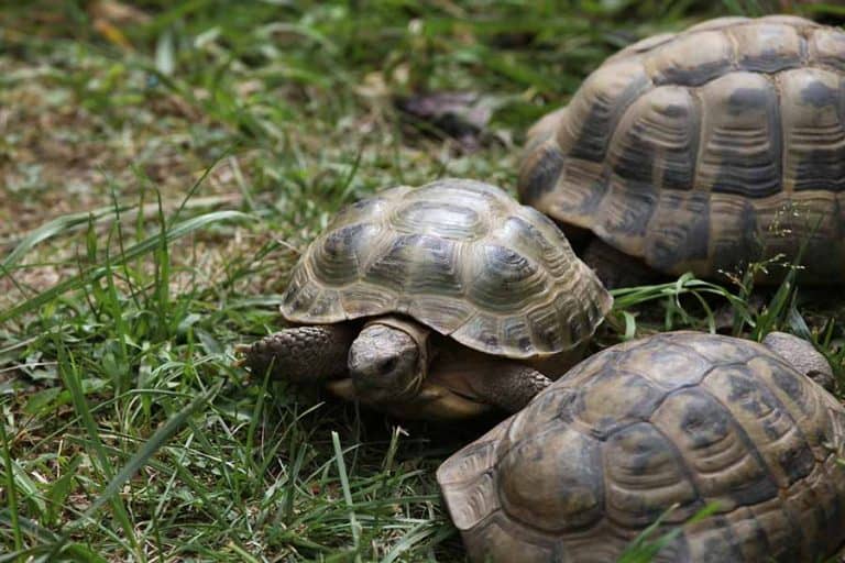 Russian Tortoise Care Sheet