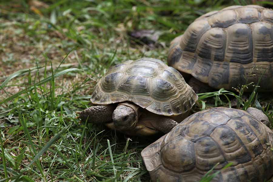 What Does a Russian Tortoise Look Like?