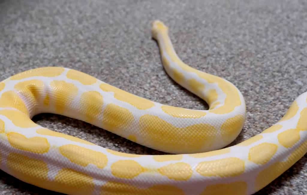 albino ball python