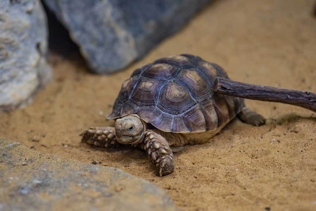 best bedding for tortoise