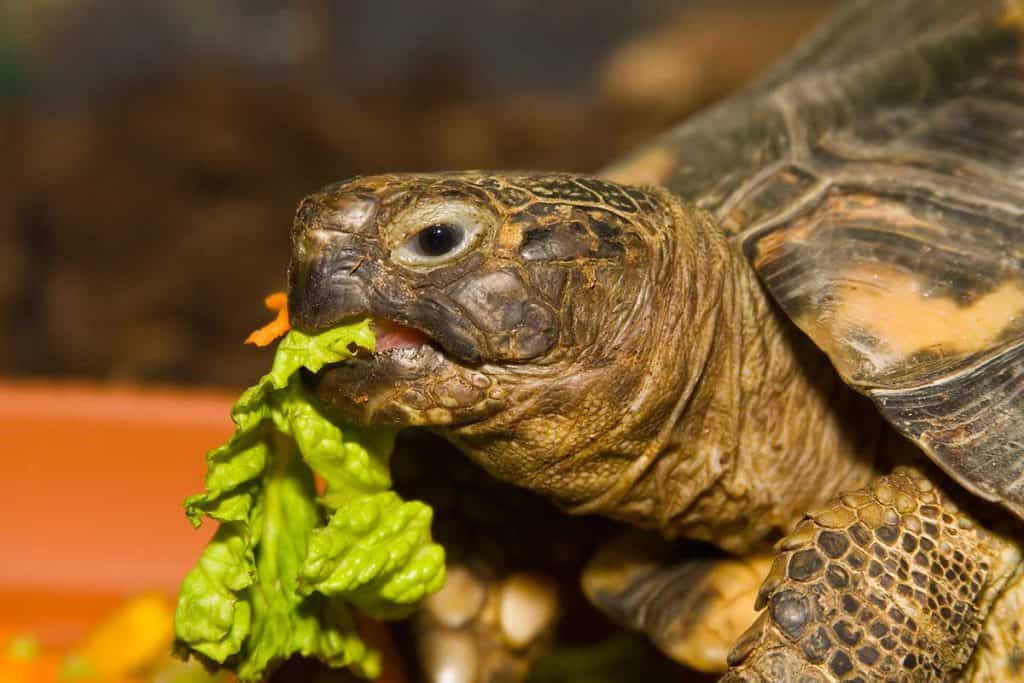 best food for tortoise