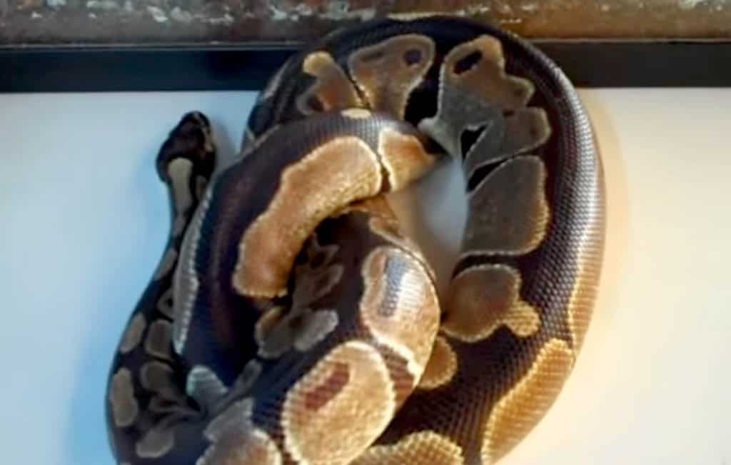 black backed ball python morph