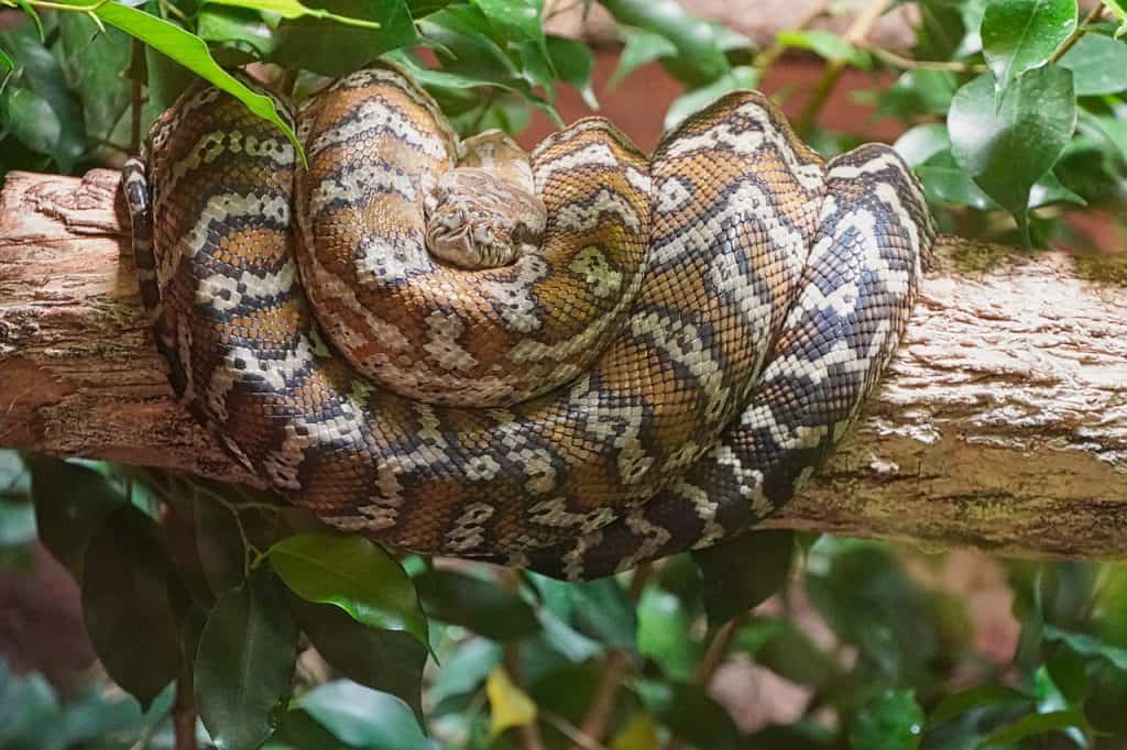 7 Snakes Give Live Birth Instead Of Laying Eggs