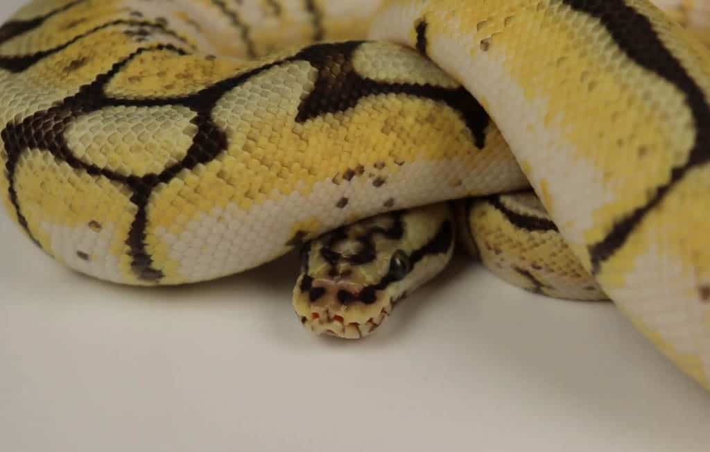 bumblebee ball python morph