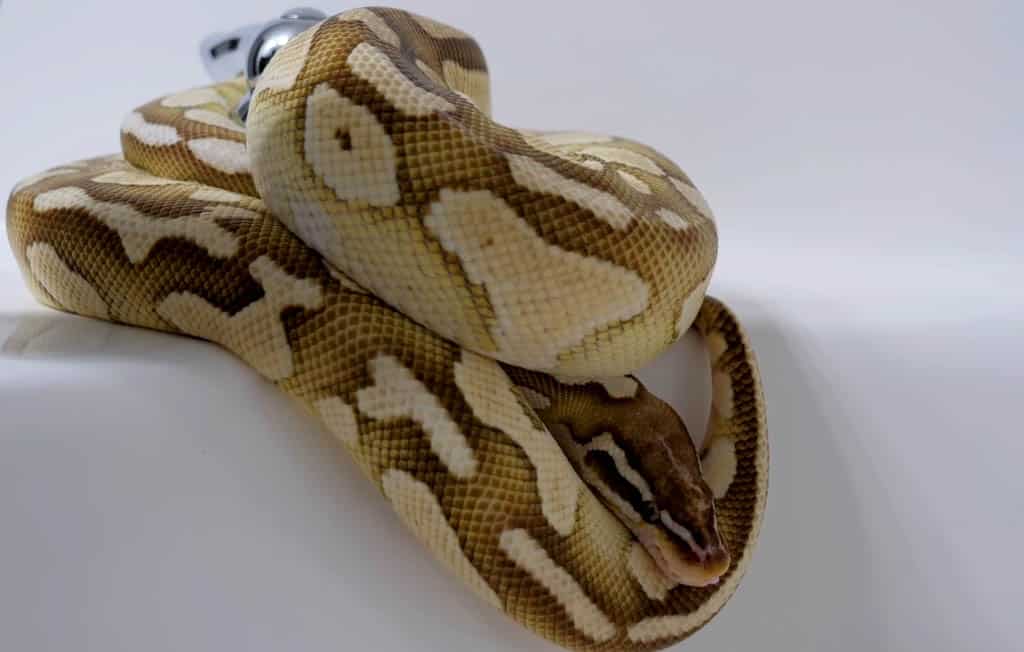 butter ball python