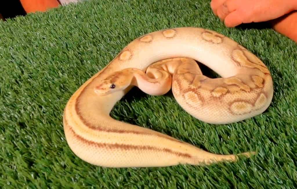 champagne ball python