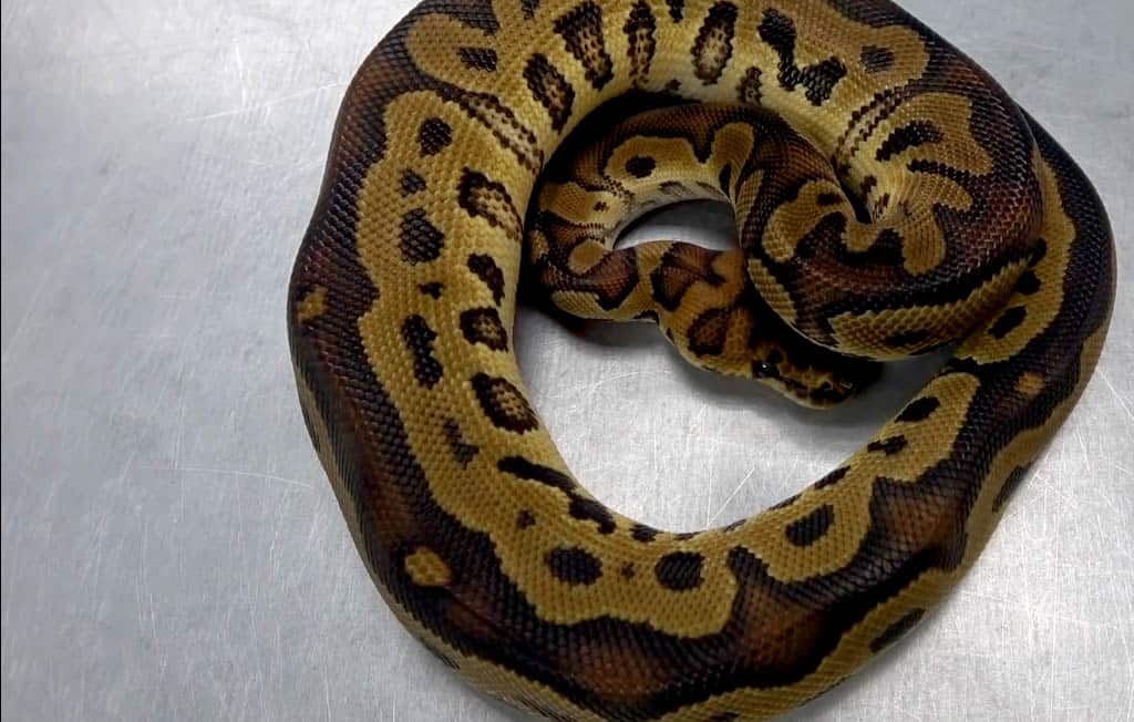 clown ball python