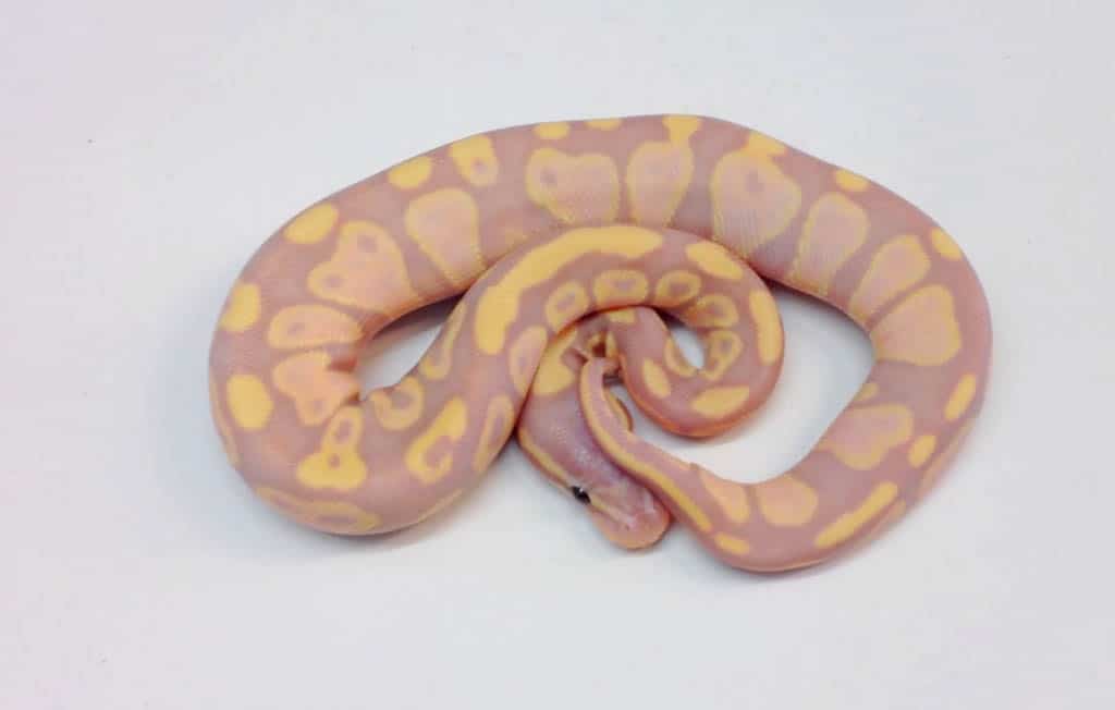 coral glow ball python