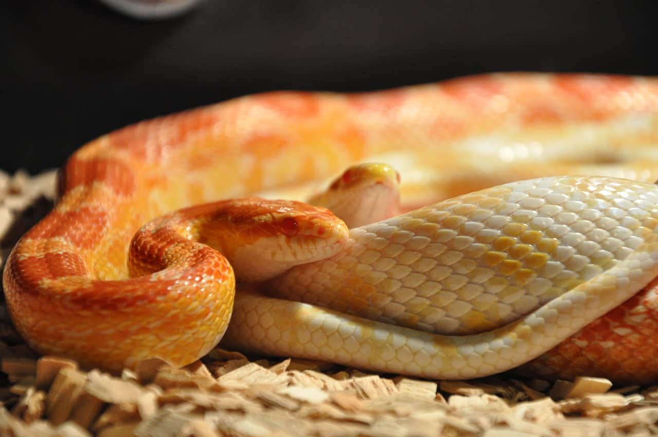 best substrate for corn snakes