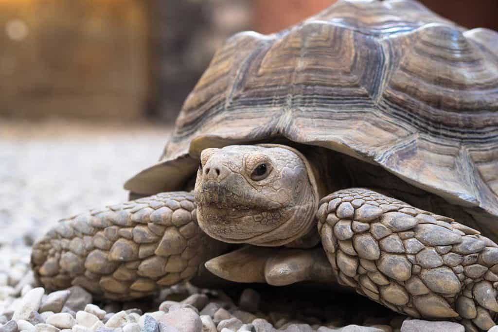 dehydrated tortoise