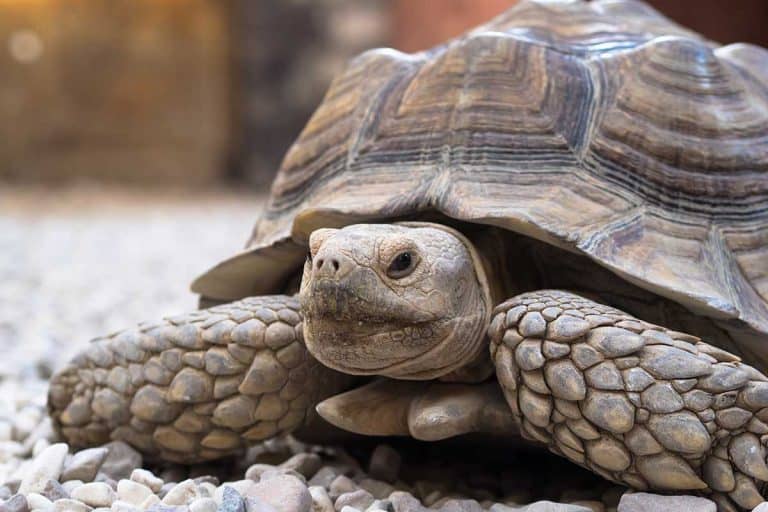 How to Tell if Your Tortoise Is Dehydrated: Signs to Look for