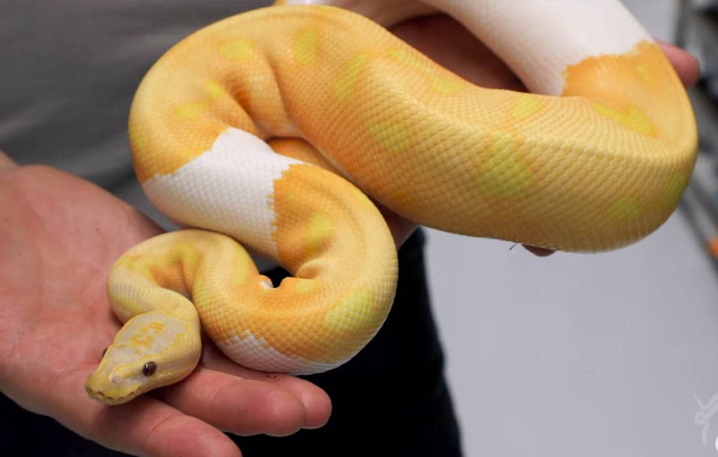 dreamsicle ball python