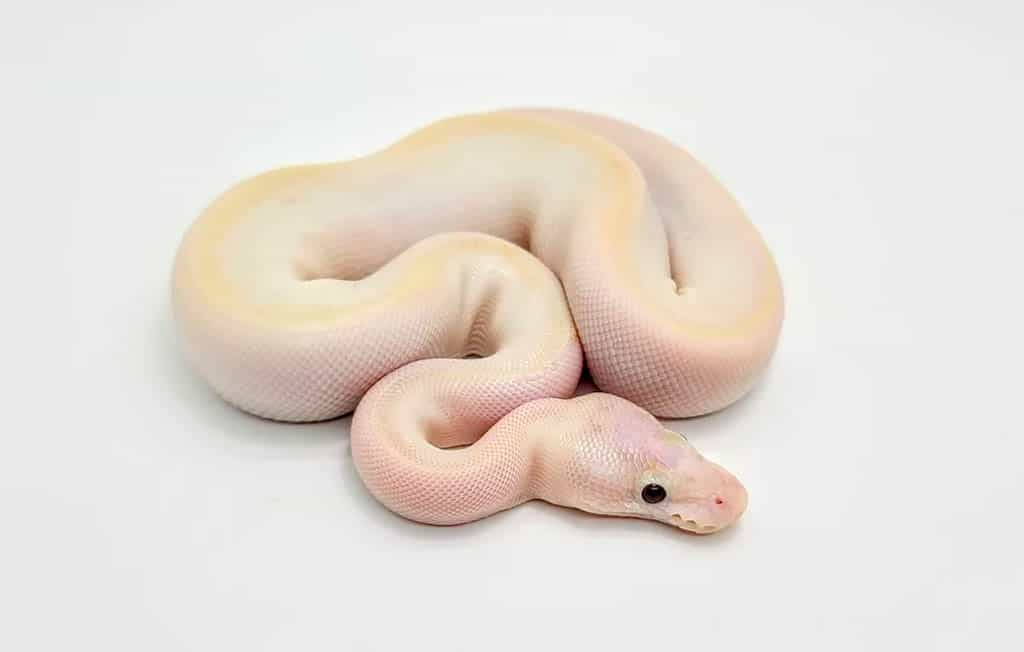 fire ivory ball python