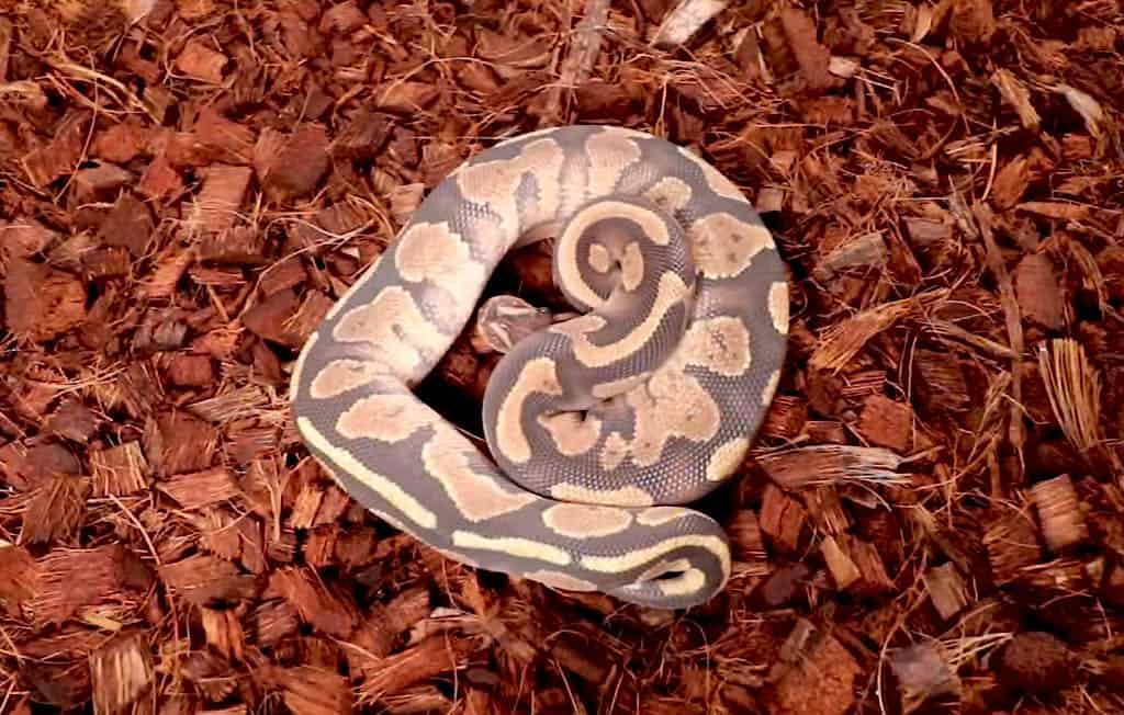 fire ball python