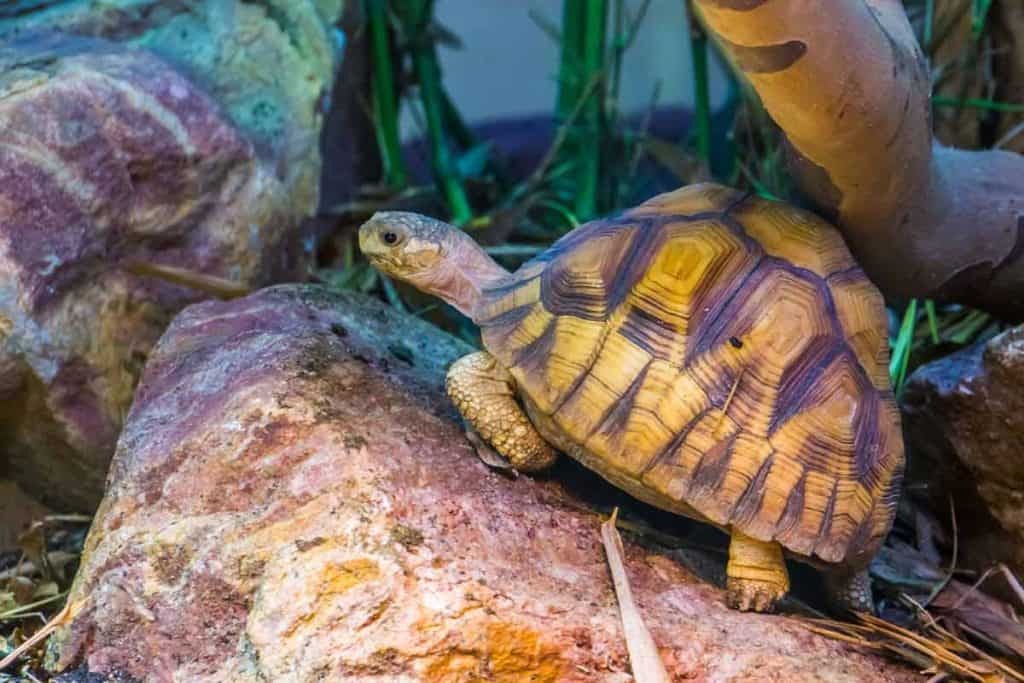 how long do tortoises live