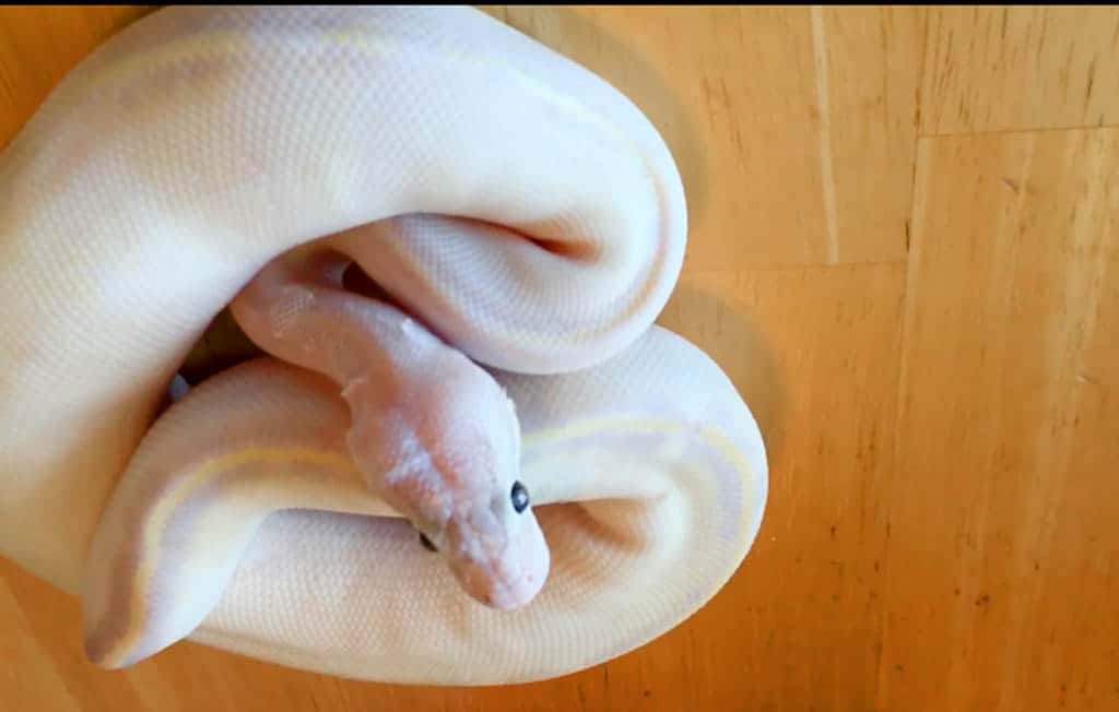 ivory ball python