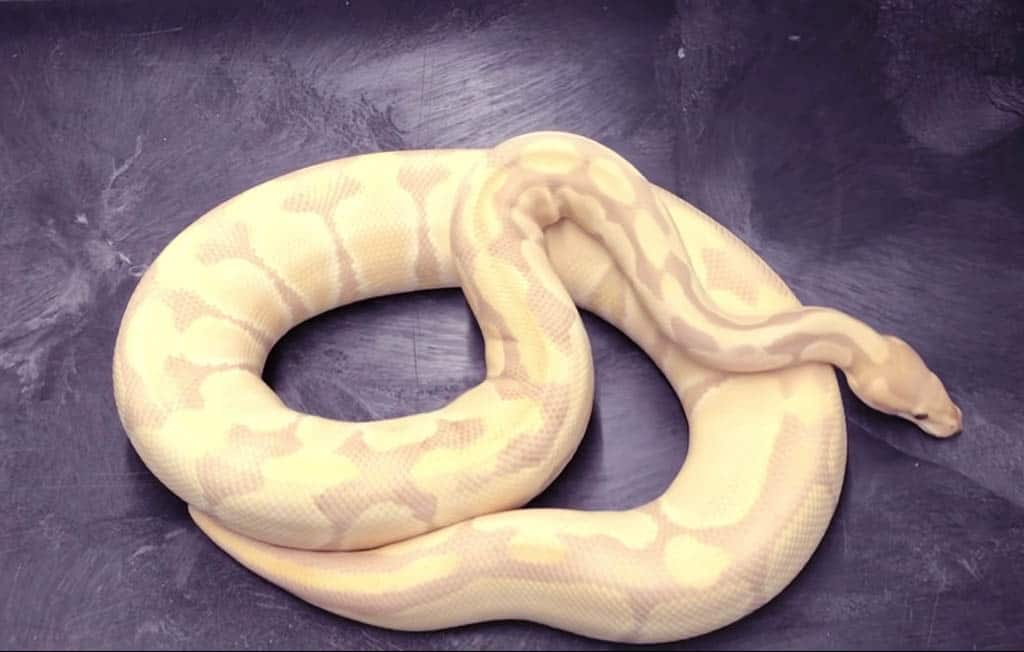 lavender albino ball python morph