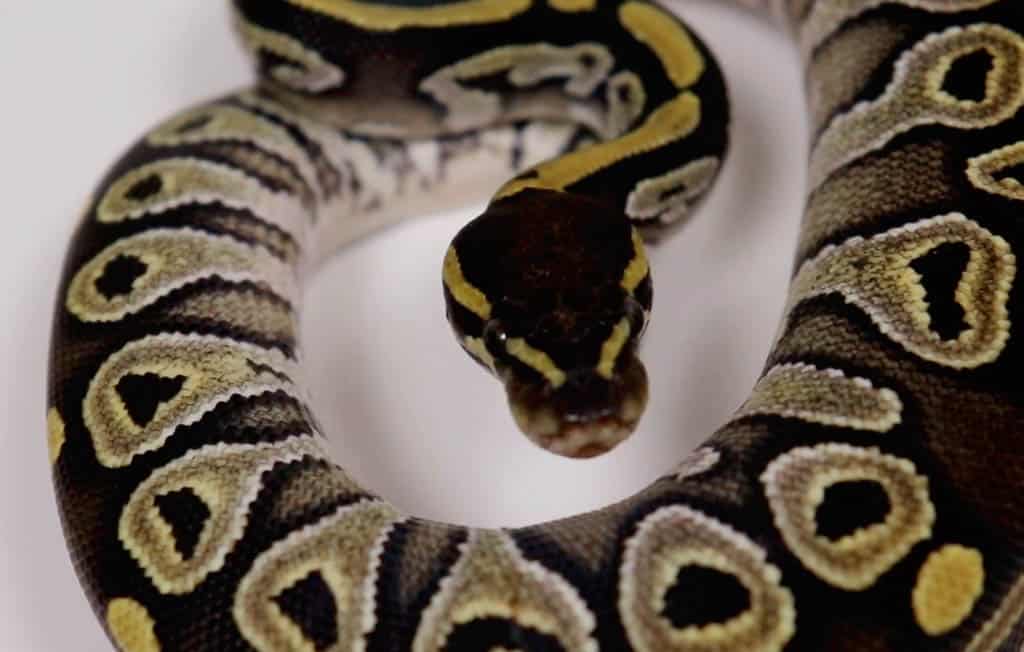 mojave ball python