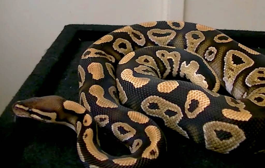 mystic ball python