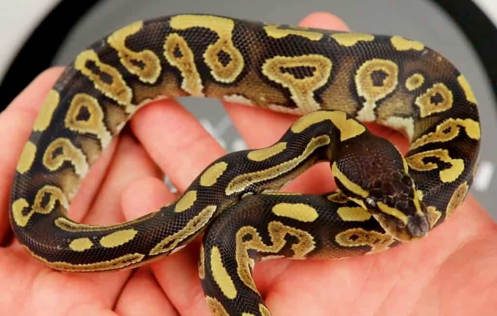 phantom ball python morph