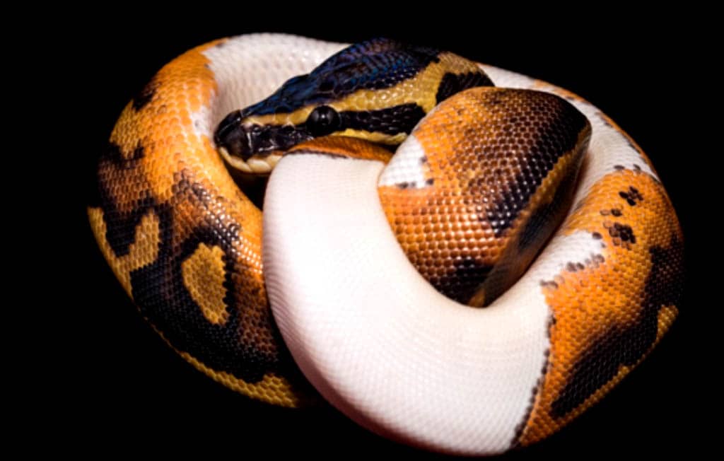 pied ball python