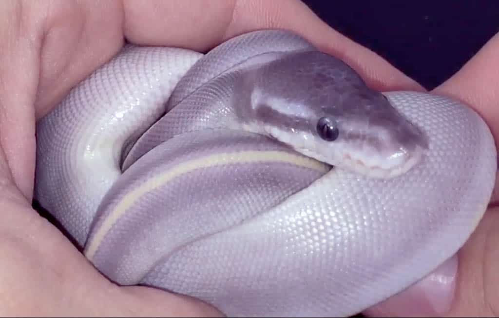 purple passion ball python