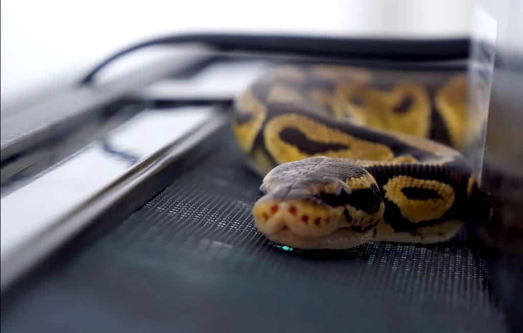 ringer ball python