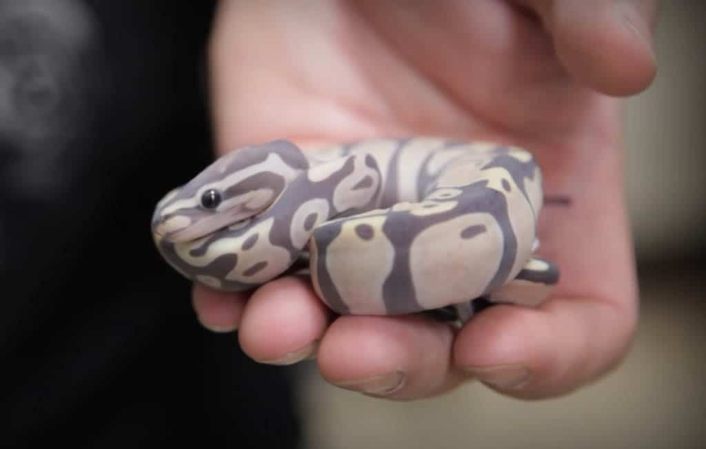 scaleless ball python