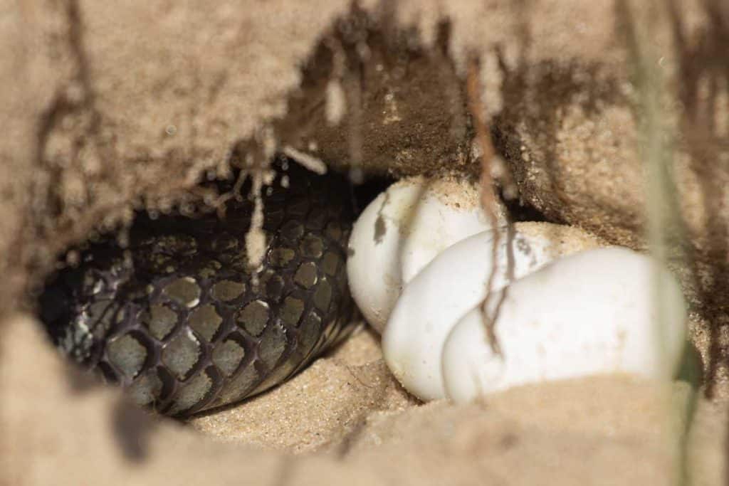 snake eggs vs lizard eggs