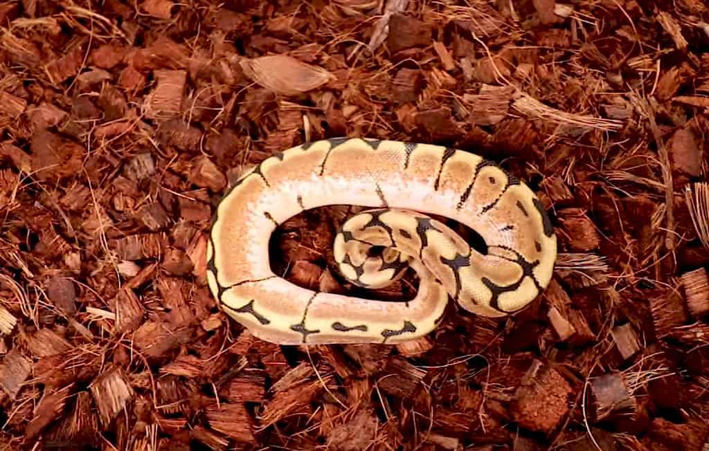 spider ball python