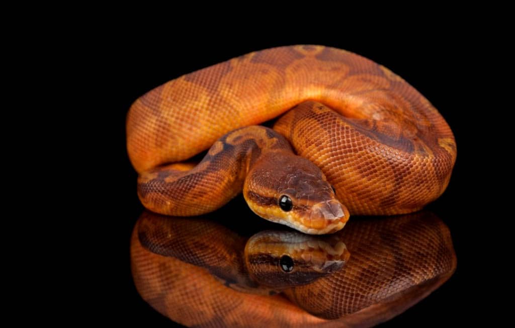 sunset ball python